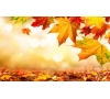 Fête de L'AUTOMNE à la SLV de Pontoise le mardi 29 octobre 2024