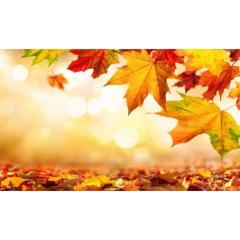Fête de L'AUTOMNE à la SLV de Pontoise le mardi 29 octobre 2024