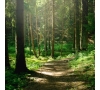 Randonnée en forêt de Carnelle le 20/06/2025 (JNL52)