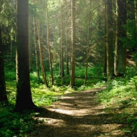 Randonnée en forêt de Carnelle le 20/06/2025 (JNL52)