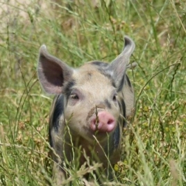 DÉJEUNER CAMPAGNARD ET GUINGUETTE AU VILLAGE LE 30/06/26 (JNL55)