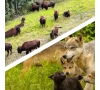 BISONS ET LOUPS DU PARC CANADIEN DE MUCHEDENT LE 08/10/26 (JNL55)