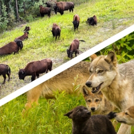 BISONS ET LOUPS DU PARC CANADIEN DE MUCHEDENT LE 08/10/26 (JNL55)